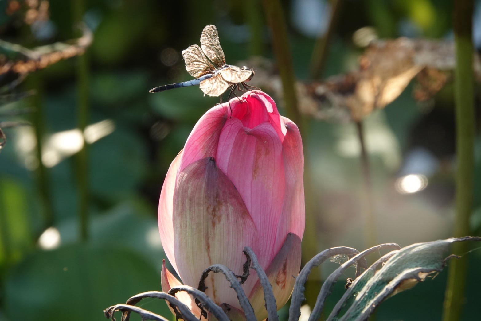 LINE_ALBUM_221220_11 LINE_ALBUM_221220_11